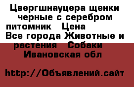 Цвергшнауцера щенки черные с серебром питомник › Цена ­ 30 000 - Все города Животные и растения » Собаки   . Ивановская обл.